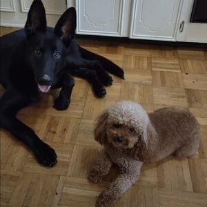 Meet your Posher, Bernadette